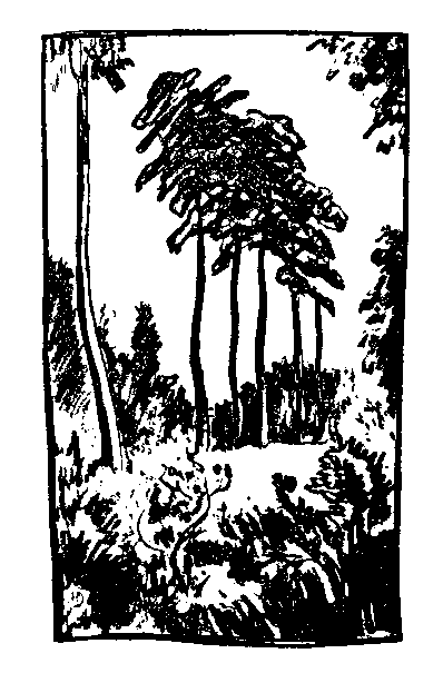 へちまの挿絵