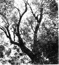 樹木の写真
