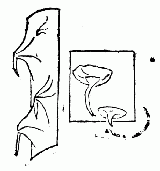 「第四図　老いたる小刺」のキャプション付きの図