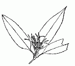 「第十七図」のキャプション付きの図