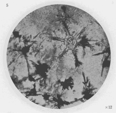 「第２図版」のキャプション付きの図