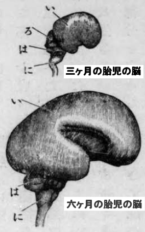 「人脳発生図」のキャプション付きの図